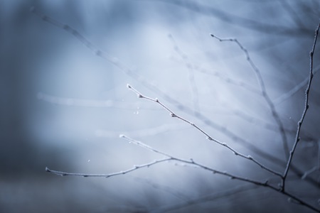 Tree twig with rime. Soothing colors and tones abstract photo of winter tree branch.の写真素材