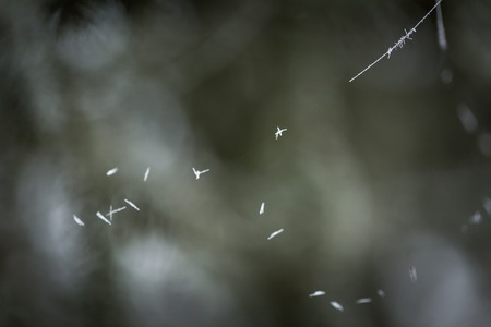 Close up of frozen spider web hanging on tree twig. Natural macro background.の写真素材