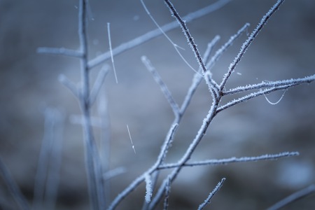 Tree twig with rime. Soothing colors and tones abstract photo of winter tree branch.の写真素材