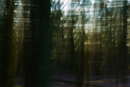 Abstract forest photo. Long exposure blurry autumn or winter forest.の写真素材