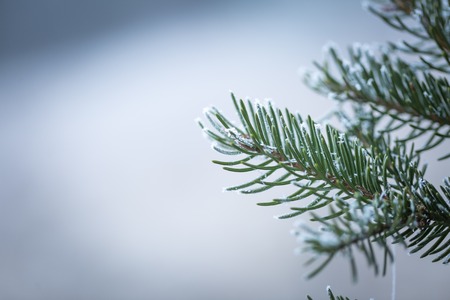 Spruce tree branch with rime. Evergreen spruce twig with hoarfrost. Natural background.の写真素材