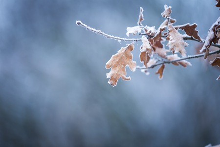Beautiful frozen tree branch with  dead leaves and ice crystals. Close up of withered tree twig in...