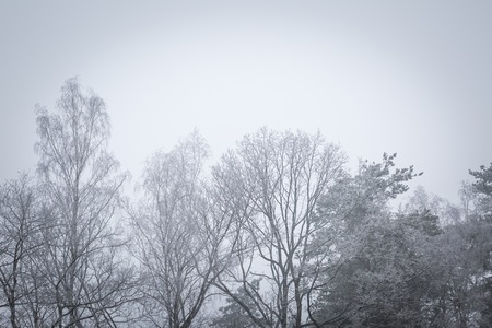 Tree tops in close up at bad weather winter day. Natural forest background in winter.の写真素材