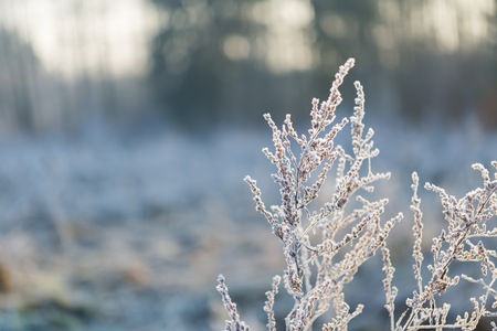 Abstract macro of white hoarfrost on plants in winter. Abstraction natural background.の写真素材