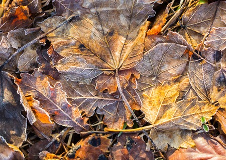Fallen leaf macro. Close up of colorful autumnal leaf with rime photographed at winter cold day.の写真素材
