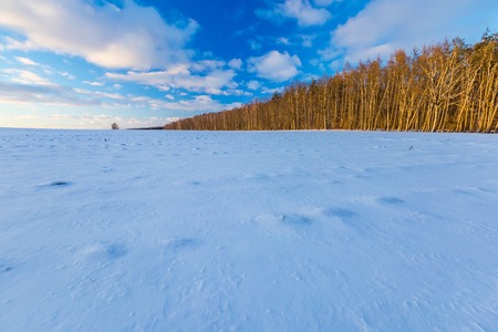 Winter field and forest landscape. European landscape with real winter.の写真素材