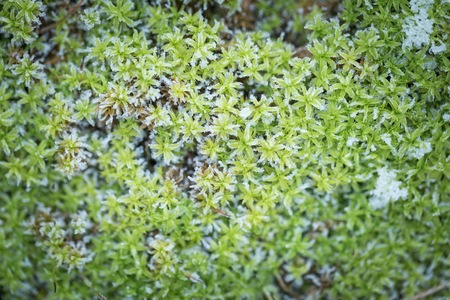 Close up of green moss in winter. Green moss with rime.の写真素材