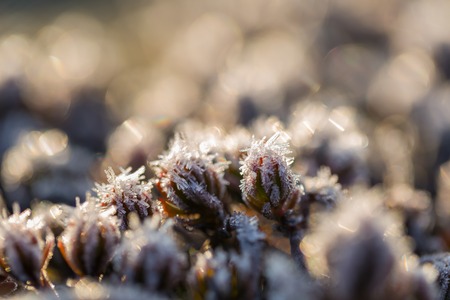 Abstract macro of white hoarfrost on plants in winter. Abstraction natural background.の写真素材