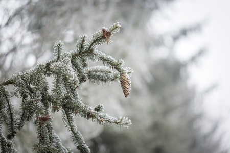 Spruce tree branch with cone and rime. Evergreen spruce twig with hoarfrost. Natural background.の写真素材