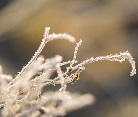 Abstract macro of white hoarfrost on plants in winter. Abstraction natural background.の写真素材