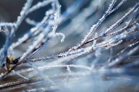 Abstract macro of white hoarfrost on plants in winter. Abstraction natural background.の写真素材