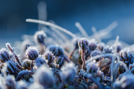 Abstract macro of white hoarfrost on plants in winter. Abstraction natural background.の写真素材