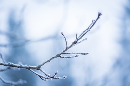 Tree twig with rime. Soothing colors and tones abstract photo of winter tree branch.の写真素材