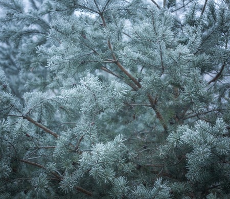 Pine tree twigs in winter. Pine tree with hoarfrost at dull december day.の写真素材