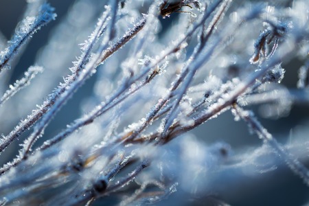 Abstract macro of white hoarfrost on plants in winter. Abstraction natural background.の写真素材