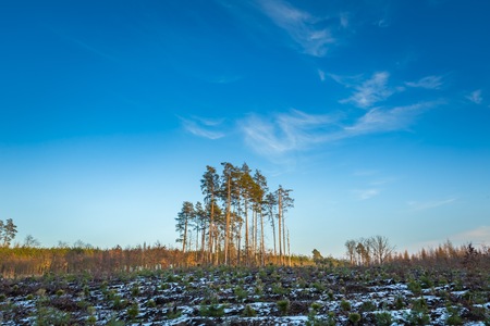 Winter or late autumnal forest. Beautiful european forest landscape.の写真素材