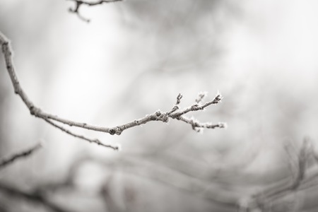 Tree twig with rime. Soothing colors and tones abstract photo of winter tree branch.の写真素材