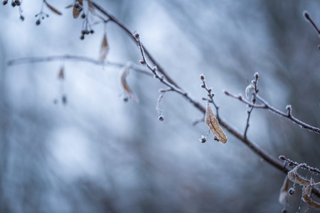 Linden tree twig with rime. Soothing colors and tones abstract photo of winter tree branch.の写真素材