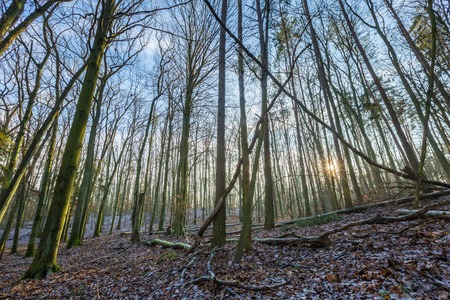 Winter or late autumnal forest. Beautiful european forest landscape.