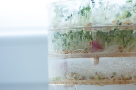 Sprouts growing in container. Healthy mixed sprouts growing in home.の写真素材
