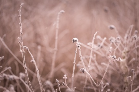 Rime on plants. Close up of plant with beautiful hoarfrost, soothing tones and colors.