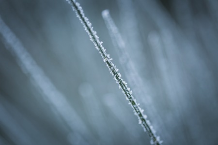 Broom twigs with rime in winter. Close up of broom bushwith hoarfrost in winterの写真素材