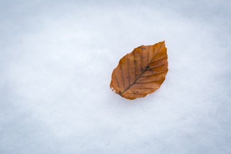 Beech leaf lying on white snow. Abstract natural background with snow and leaves. Calm compositon.の写真素材