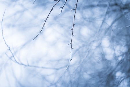 Tree twig with rime. Soothing colors and tones abstract photo of winter tree branch.の写真素材