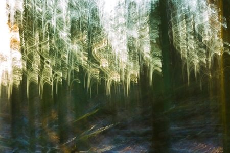 Abstract forest photo. Long exposure blurry autumn or winter forest.の写真素材