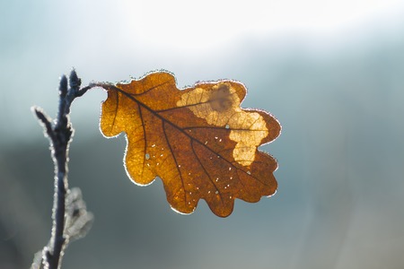 Hoarfrost on oak leaves on branch. Winter abstract macro.の写真素材