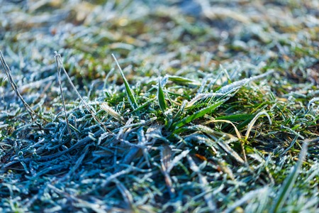 Hoarfrost on grass in winter. Natural beautiful macro of plant with rime.の写真素材