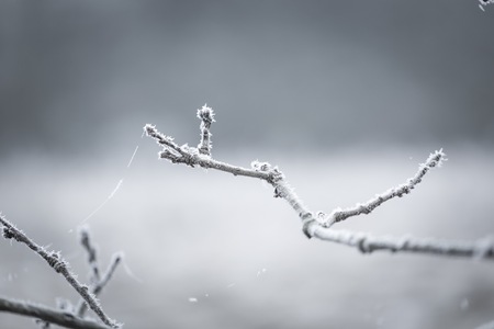 Tree twig with rime. Soothing colors and tones abstract photo of winter tree branch.の写真素材