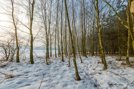 Winter landscape with birch forest. European winter birch forest at sunny winter day.の写真素材