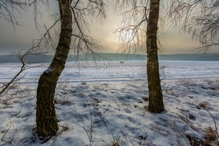 Winter landscape with birch forest. European winter birch forest at sunny winter day.の写真素材