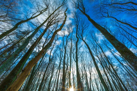 Winter forest at sunny day. Polish forest landscape.の写真素材