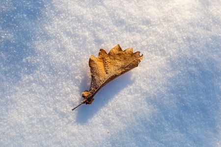 Dry oak leaf lying on winter fresh snow in golden sunset light. Calm abstract composition.の写真素材