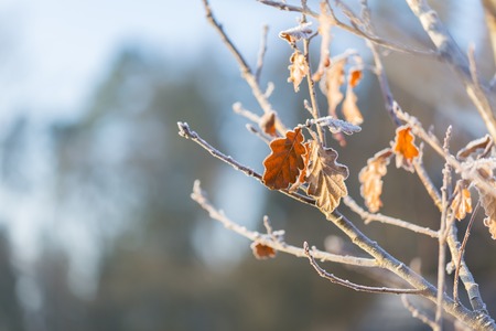 Hoarfrost on oak leaves on branch. Winter abstract macro.の写真素材
