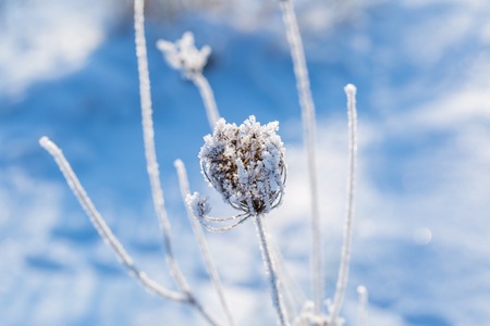 Plants with rime in close up. Beautiful withered frosted plants.の写真素材