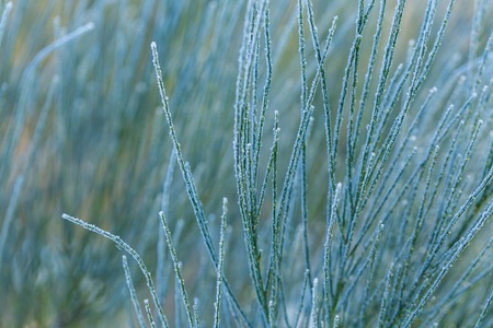 Plants with rime in close up. Beautiful withered frosted plants.の写真素材