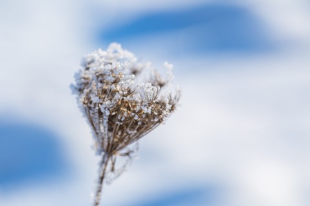 Plants with rime in close up. Beautiful withered frosted plants.