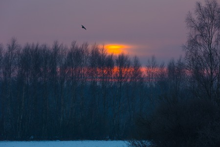 Winter sunrise on meadows. Polish typical winter rural landscape. Calm day beginning. の写真素材
