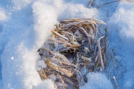 Winter snow background with snow covered plants. Real winter snow.の写真素材