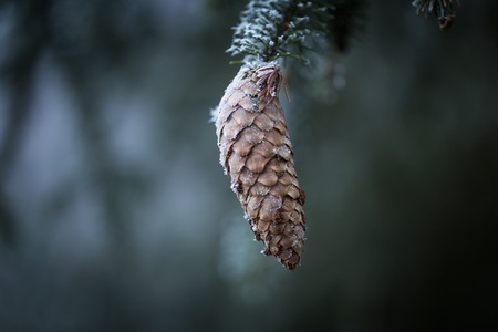 Spruce tree branch with cone and rime. Evergreen spruce twig with hoarfrost. Natural background.の写真素材