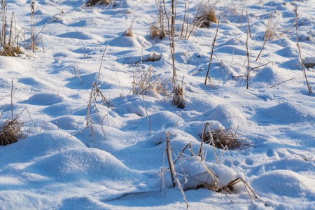 Winter snow background with snow covered plants. Real winter snow.の写真素材