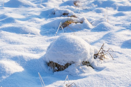 Winter snow background with snow covered plants. Real winter snow.の写真素材
