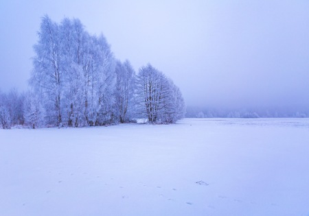 Winter foggy landscape in polish countryside. Bad cloudy weather and hoarforst on trees.の写真素材