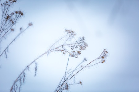 Hoarfrost on plants. Winter abstract macro of rime on plants.の写真素材