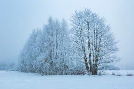 Winter landscape with trees and field. Natural polish landscape with snowy winter.