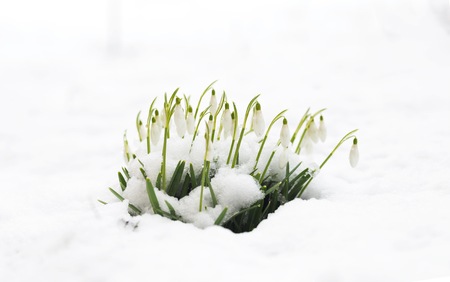 Beautiful white snowdrops blooming, covered by fresh white snow. Springtime symbolの写真素材