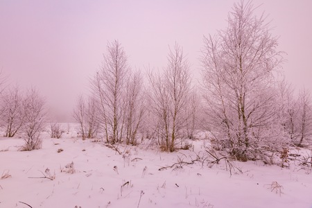 Winter landscape with trees and field. Natural polish landscape with snowy winter.の写真素材